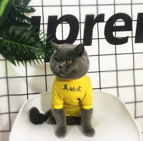 Оригинальный прилив бренд PET Thin Cat Одежда, собака -родительская патальника для домашних животных, кошачья одежда, китайские иероглифы, я просто кожа