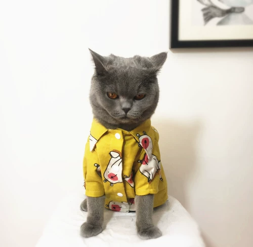 Прилидная эксклюзивная одежда для кошек, рубашки для собак, тропическая весенняя осень Уокисан Винд -Бич Рубашки Цветочки, Кошачья одежда