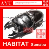 Широкий -сир -флот -червячный насекомые и насекомое материало -материал материал Материал Жук 锹 Коллекция музея художественного дизайна Луны насекомые отличные продукты