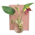 Bình thủy canh treo tường thủy tinh trồng cây thủy canh bình hoa phòng khách sáng tạo treo tường hoa lan xanh Luo treo giỏ nhỏ chai - Vase / Bồn hoa & Kệ