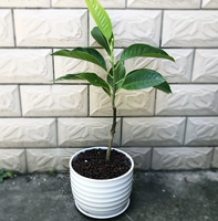 Белая магнолия 【Dabai Pot】