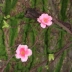 Mô phỏng hoa đào cánh hoa đào hoa mận nở hoa anh đào chụp ảnh cưới đạo cụ mũ hoa giả nhóm kịch - Hoa nhân tạo / Cây / Trái cây
