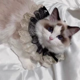 Кружевной слюнявчик, нагрудник, чокер с бантиком, милый шарф