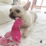 Крем, плюшевая игрушка для тренировок, домашний питомец, кошки и собаки, издает звуки