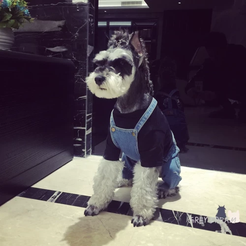 Крем, модные джинсы, комбинезон, Южная Корея