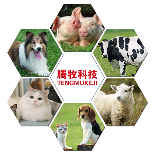 Инъекция флуорзинико розового зверя в инъекции бенниса, свинины, коры, кашера, кашля, пневмона, пневмона, пневмона, пневмона, пневмонического пневмонического пневмонического пневмонианцев