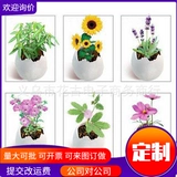 Волшебное яйцо мини -растение/офис украсить маленькие цветочные яйца и куклы яичной травы (послушное яйцо) посадка цветов