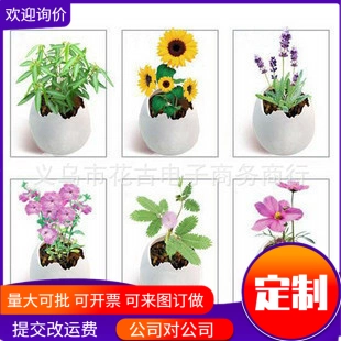 Волшебное яйцо мини -растение/офис украсить маленькие цветочные яйца и куклы яичной травы (послушное яйцо) посадка цветов