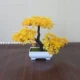 【Yunsong Model Yellow】