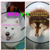 Элизабет Круг Бесплатный кот и собака Большой собачья обложка факты и укусить золотой мао ​​Тедди изучение красоты Tumpeare