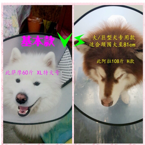 Элизабет Круг Бесплатный кот и собака Большой собачья обложка факты и укусить золотой мао ​​Тедди изучение красоты Tumpeare