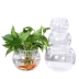 Cây thủy canh chai thủy tinh màu xanh lá cây thủy canh lớn dày hoa chậu thủy tinh bóng nước bể cá container - Vase / Bồn hoa & Kệ