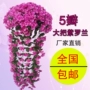 Mô phỏng Violet hoa giả lớn hoa cẩm tú cầu treo hoa lan nhựa hoa nụ hoa ban công mây trang trí đám cưới - Hoa nhân tạo / Cây / Trái cây bình hoa hồng giả đẹp