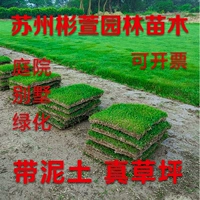 Семь -лечебный старый магазин пять цветов настоящего травяного меха с грязи с грязной ковром травой Тайвань