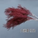 Шесть -зашифрованный красный туман 加