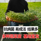 Рассаженцы овощей, саженцы арбуза, саженцы для саженцев чили огурцы, саженцы для саженцев с девственными фруктами, томатные саженцы, саженцы тыквы