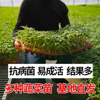 Рассаженцы овощей, саженцы арбуза, саженцы для саженцев чили огурцы, саженцы для саженцев с девственными фруктами, томатные саженцы, саженцы тыквы