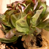 Гамбургские кремовые кофейные овощи и семена салата пурпурно -листья семян тепло -устойчивый