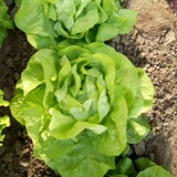 Растительные саженцы, саженцы саженцы, салаты салата, римские пурпурные сливки, гангшанский скорость фиолетового зеленого языка языком cai cai cai cai