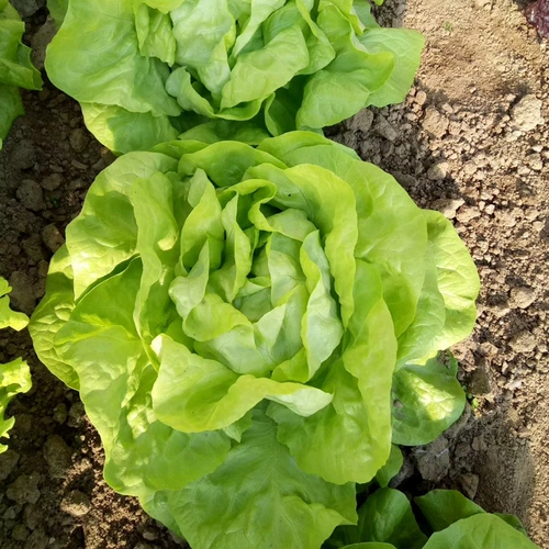 Растительные саженцы, саженцы саженцы, салаты салата, римские пурпурные сливки, гангшанский скорость фиолетового зеленого языка языком cai cai cai cai