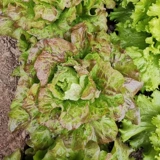 Растительные саженцы, саженцы саженцы, салаты салата, римские пурпурные сливки, гангшанский скорость фиолетового зеленого языка языком cai cai cai cai