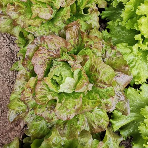 Растительные саженцы, саженцы саженцы, салаты салата, римские пурпурные сливки, гангшанский скорость фиолетового зеленого языка языком cai cai cai cai