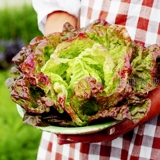 Гамбургские кремовые кофейные овощи и семена салата пурпурно -листья семян тепло -устойчивый