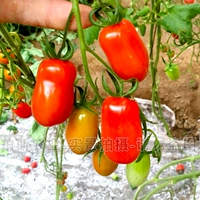 Роза красная