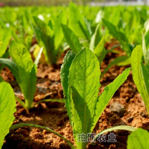 Семена Ourrus Four Seasons, транслируя Shoushuang Entable Seed Seed