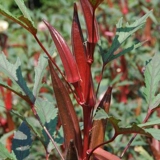 Shouguang Овощ Caliba Желтая бамия Семена желтая бальная балла -балластная балластная балластная балла