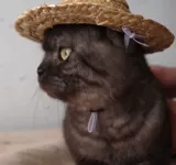 Плотина cta фермерские шляпы домашние животные маленькая соломенная шляпа кошка кошка собака собака соломенная шляпа для кошачьей шляпы домашнее животное
