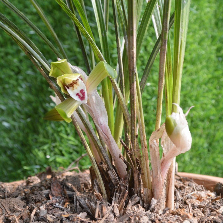 纠错商品 兰花苗盆栽宽叶植物春兰九头兰5苗 描述:【金牌冠店】优质