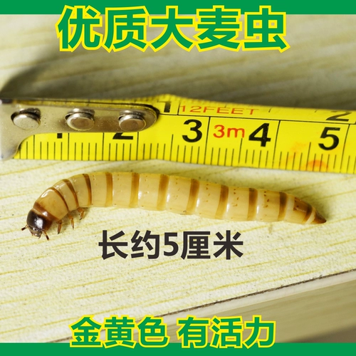 Варварские розовые розовые тела хлебные животные, корм для домашних животных, золотая рыба восемь братьев Shougong Palace Drush Bird Food насекомые бесплатная доставка