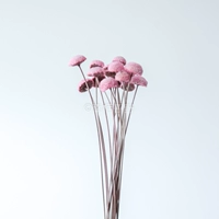 Обновление Chrysanthemum (Pink) 15