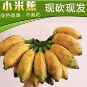 广西小米蕉9斤 青果发货不催熟