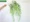 Hoa nhựa mô phỏng lá liễu 绢 hoa giả hoa nho dây leo liễu mô phỏng liễu liễu liễu liễu - Hoa nhân tạo / Cây / Trái cây