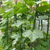 Đạo cụ làm vườn hoa dưa chuột hoa trụ nhựa bọc thép ống đậu khung leo leo nho dưa chuột cung cấp vườn 10 - Nguồn cung cấp vườn