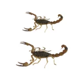 Фармацевтические препараты Yimeng Living Medicine полны скорпиона Scorpion Live Scorpion Poling Fryed Bubble Wine Бесплатная доставка 10 Дайте 1