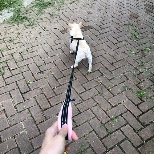 Багол борьба с грудным камнем тибетская собака Твиттер Шиба Ину Сюенари Файт -битва собака собака собака приносит собак цепь