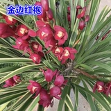 Одна вещь и одна вещь: Phnom Penh Cymbidium cymbidium, Phnom Penh Lanhua Dendrobium dendrobium, красная одежда красной халаты, редкое название скважины и дорогого