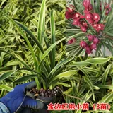 Одна вещь и одна вещь: Phnom Penh Cymbidium cymbidium, Phnom Penh Lanhua Dendrobium dendrobium, красная одежда красной халаты, редкое название скважины и дорогого