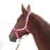 Cưỡi ngựa thể thao ngựa dây cương dệt dây ngựa dẫn huỳnh quang màu xanh lá cây ngựa được trang bị với tám chân rồng ngựa mũ bảo hiểm cưỡi ngựa Môn thể thao cưỡi ngựa