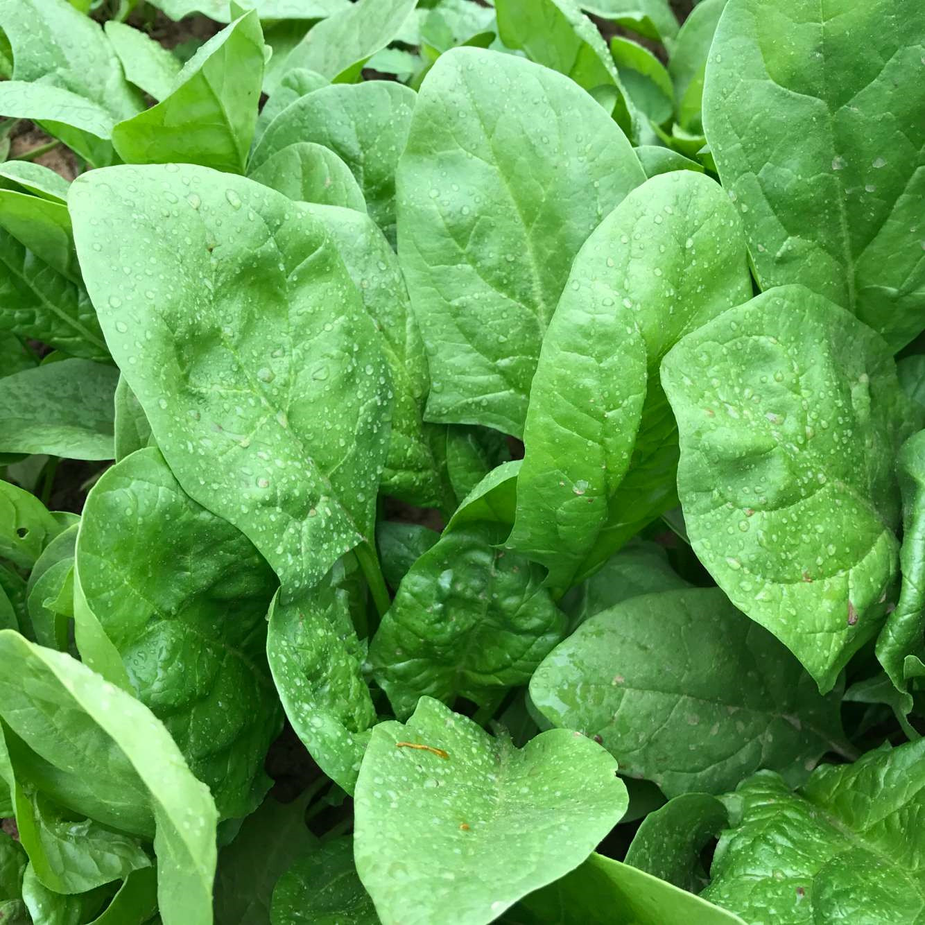 密之蓝天露天菠菜 大菠菜 大叶菠菜生态种植现拔发货每份500克