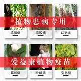 Растение вакцина гнилой корень мертвых рассады