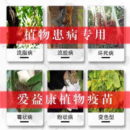 Растение вакцина гнилой корень мертвых рассады