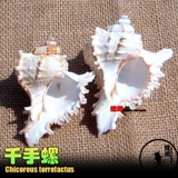 Натуральная раковина раковина дом замены крабов декоративная рыбака