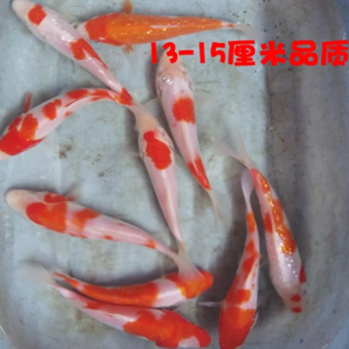 Японские чистокровные красные и белые живые саженцы кои кои, наблюдая