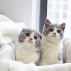 Другие 出售家养可爱粘人其它宠物品种齐全