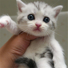 Другие 出售家养可爱粘人其它宠物品种齐全93