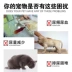 Chó và mèo đá tiết niệu 10kg20 - Cat / Dog Medical Supplies Dụng cụ phẫu thuật thú y Cat / Dog Medical Supplies